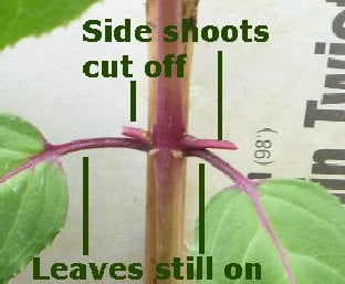 Side shoots removed