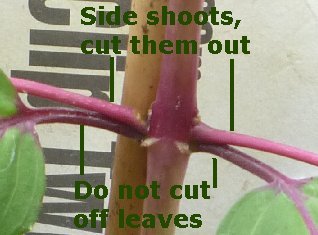 Side shoots of a standard fuchsia which should be removed