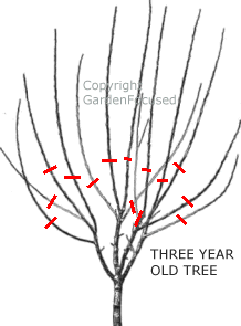 Prune a three year old cherry tree