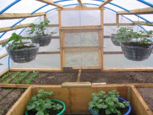 View 1 of interior of homemade, covered raised beds
