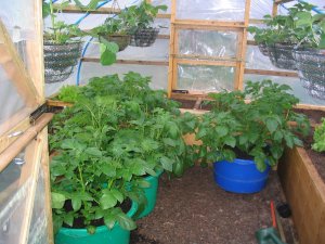 View 3 of interior of homemade, covered raised beds