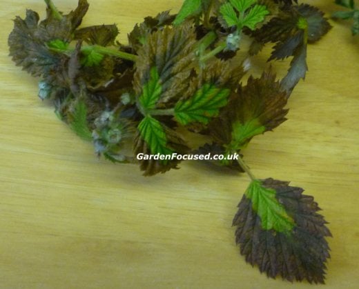 Leaves affected by Raspberry Root Rot