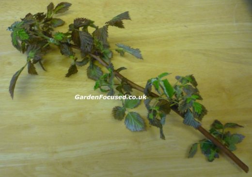A stem affected by Raspberry Root Rot