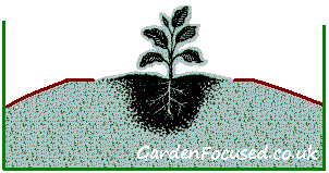 Planting strawberries in rows, a cross-section