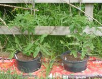 Tomatoes grown in ring culture pots