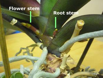 Difference between a flower stem and a new root on a Phalaenopsis Orchid