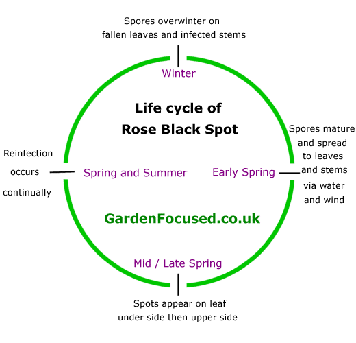 Life cycle of rose black spot