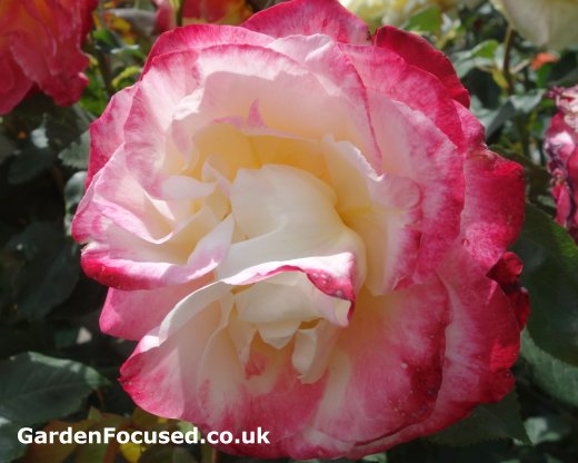 Rose 'Double Delight'