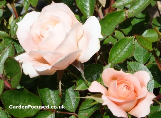Flower Power rose variety