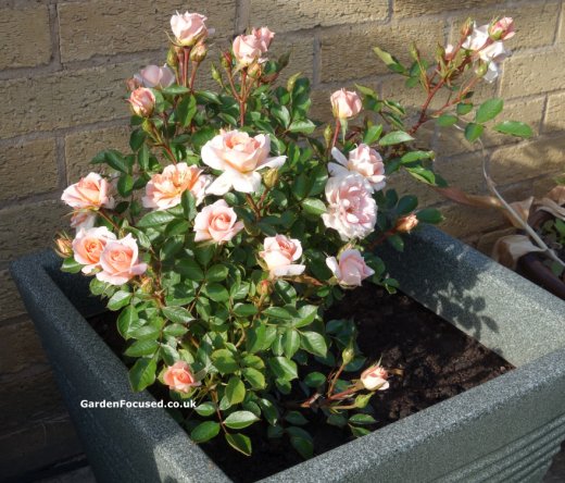 Rose Flower Power in container