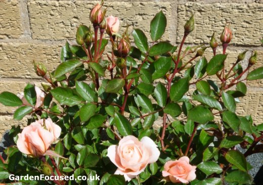 Early flowers and buds from Flower Power rose