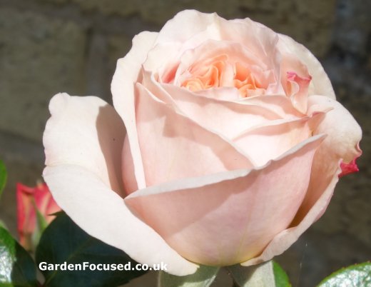 Half open flower rose Joie de Vivre