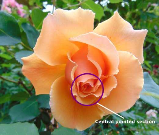Just Joey - a typical Hybrid Tea rose