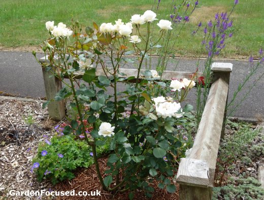 Flowers of the rose Margaret Merril