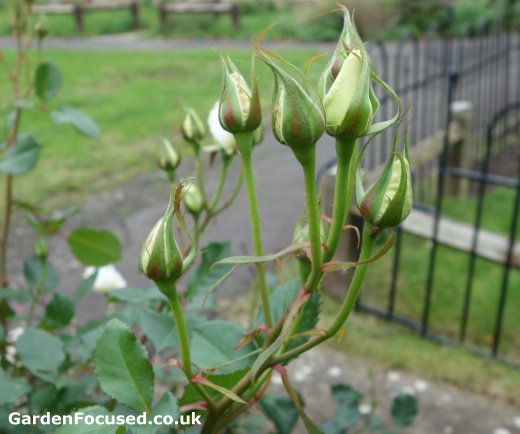 Clusters of rose buds on the Margaret Merril rose