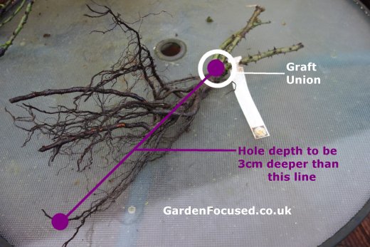 Hole depth for planting bare rooted and containerised roses