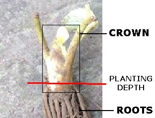 Showing the correct height to plant strawberry plants