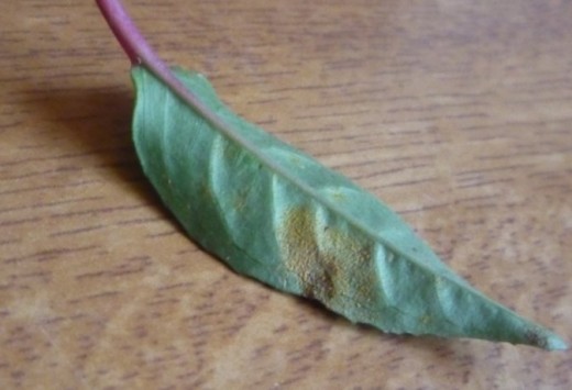 Rust on a fuchsia plant leaf