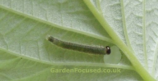 Raspberry Sawfly caterpillar