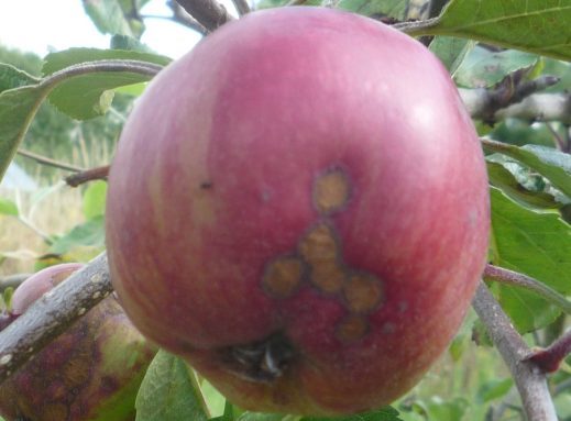 Another apple fruit affected by scab