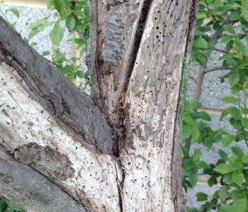 Holes in bark of a plum tree (Shot Hole Borer)
