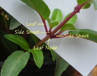 Side shoots formed at the leaf node of a fuchsia