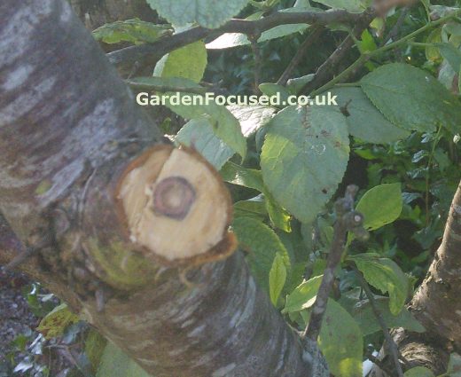 Brown stain in bark of plum tree affected by Silver Leaf