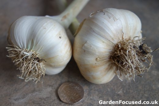 Solent Wight garlic bulbs