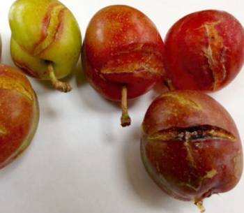 Split open plum fruits