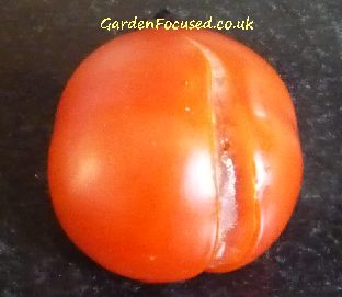 Split skin on a tomato