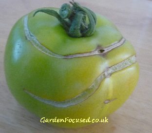 A green tomato which has split skin