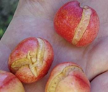 Cherry tree fruits split