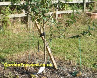 Fruit tree staked