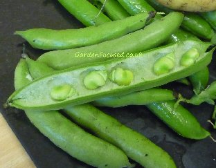 Beans and pods of The Sutton broad bean