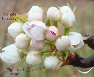 Pear tree blossom at the "tight bud" stage of development