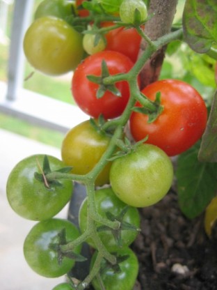 Tiny Tim tomatoes