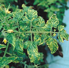Tomato plant leaf with Tobacco Mosaic Virus