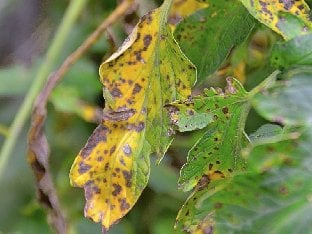 leaves affected by Tomato blight