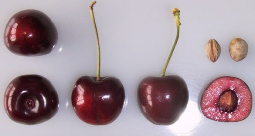 Colney cherries