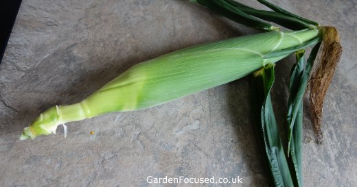 Golcrest sweetcorn variety with leaf cover