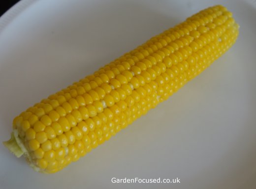 Goldcrest sweet corn cooked