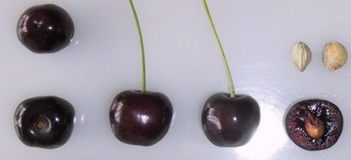Knight's Early Black cherries. Picture from public sector information licensed under the Open Government Licence v2.0.