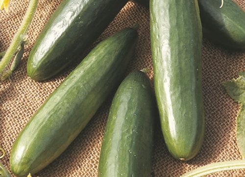 La Diva cucumbers
