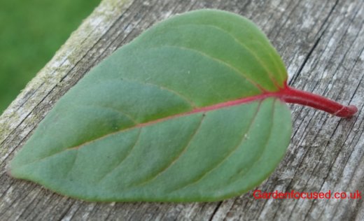 Leaf from 'Marinka' fuschia
