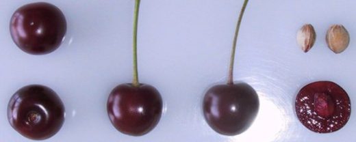 Morello cherries
