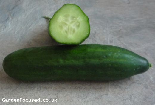 Petita variety of cucumber