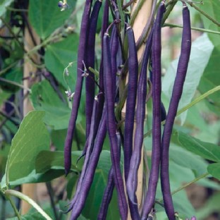 Purple Cascade climbing French Bean