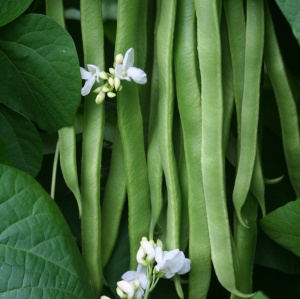 Snowstorm runner beans - picture by Tozers