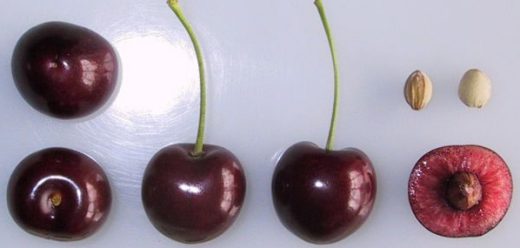 Stella cherries