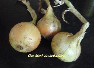 Sturon onion variety